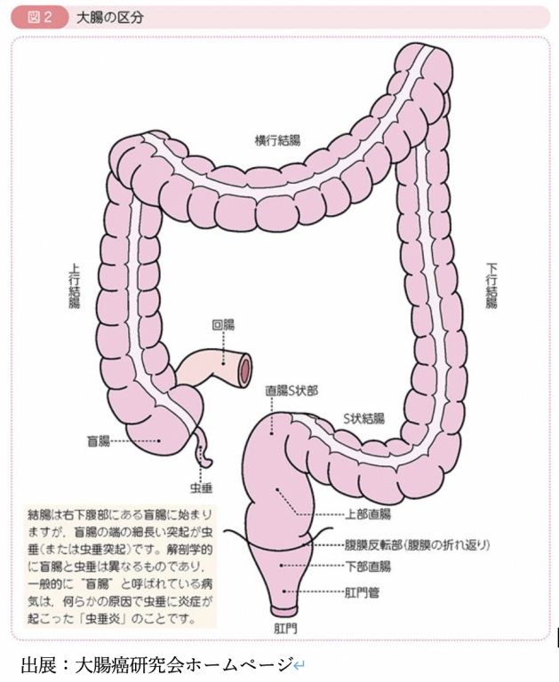 大腸の役割